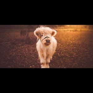 Meet your Posher, Emma